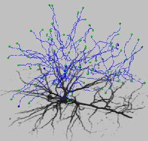3DneuronNoApp 3d Neuron