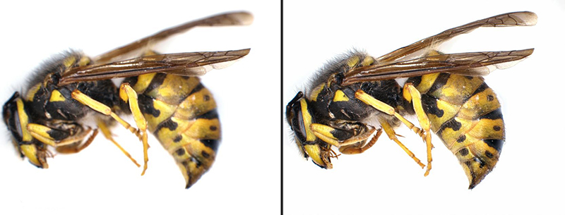 Compare Wasp Low Compare Wasp Low