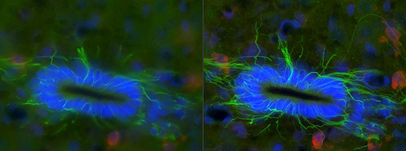 Fluorescence low