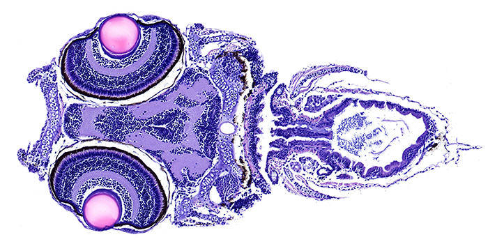 Zebra Fish Cross Section Small Zebra Fish Cross Section Small