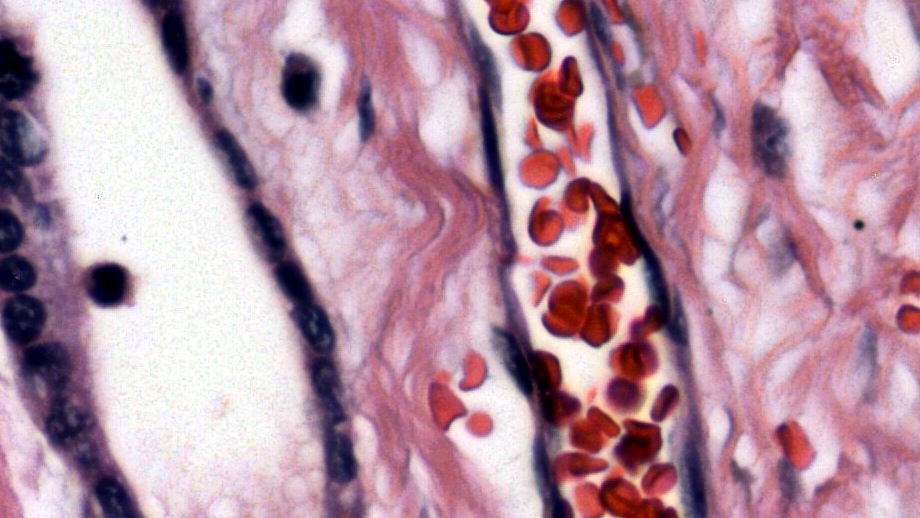 mxii_40x-capillary uScopeMXII at Meyer Instruments, Inc.