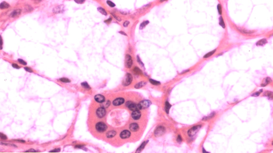 mxii_40x-saliva uScopeMXII at Meyer Instruments, Inc.