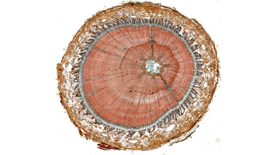 mxii_4x-pinestem-stitched uScopeMXII at Meyer Instruments, Inc.