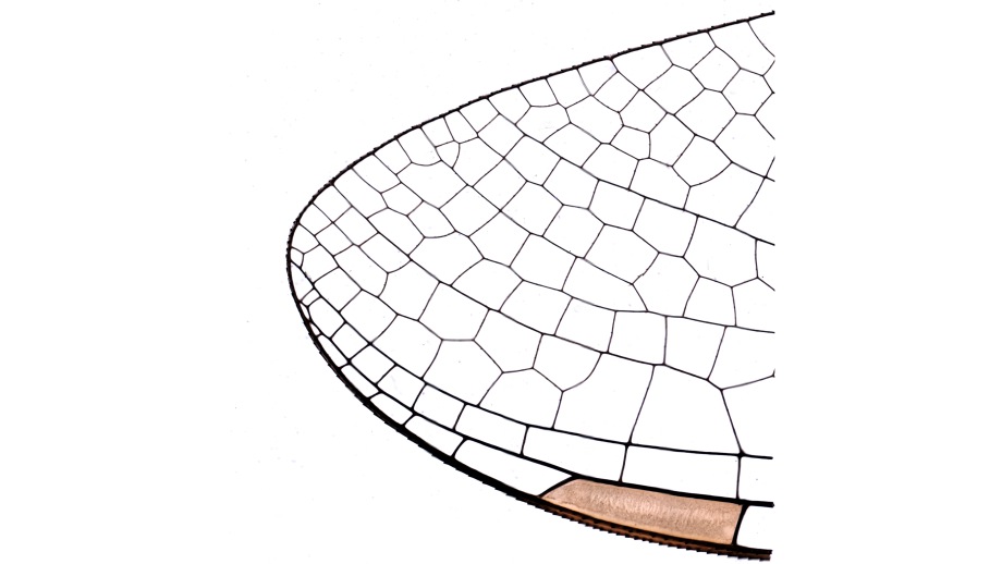 mxii_dragonflywing-stitched uScopeMXII at Meyer Instruments, Inc.