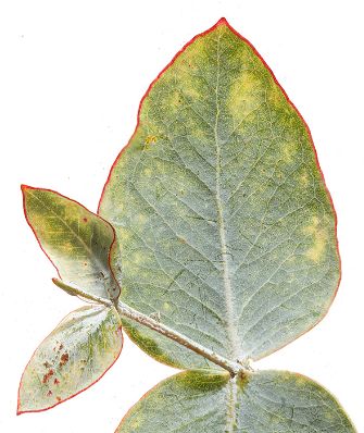 gigapixel image eucalyptus leaf