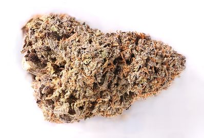 gigabud_indica_9-19-2011_thumb