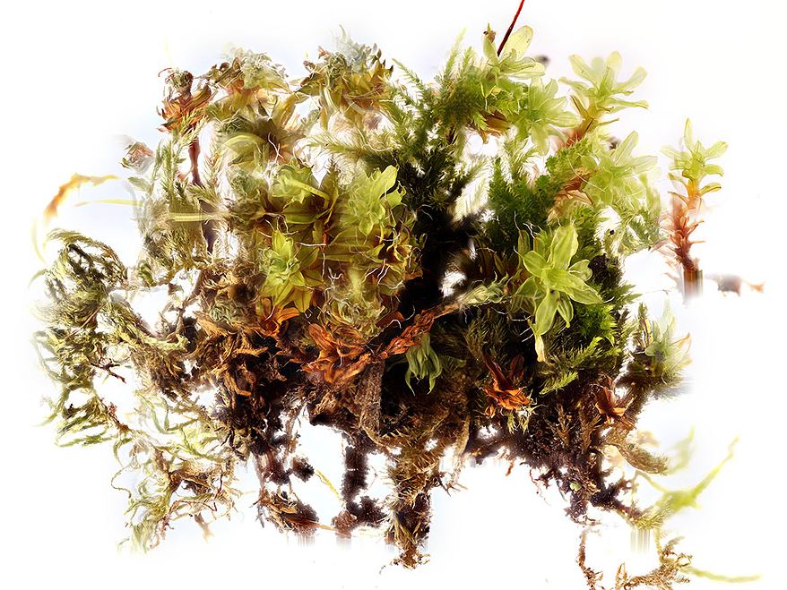 moss_before_1-21-2011_thumb