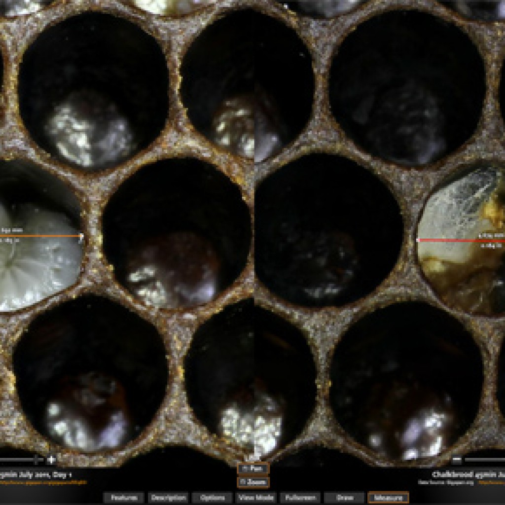 usda_chalkbrood_comparison_1and17 - Meyer Instruments
