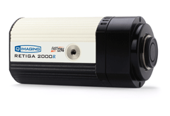 Retiga-2000R CCD Camera