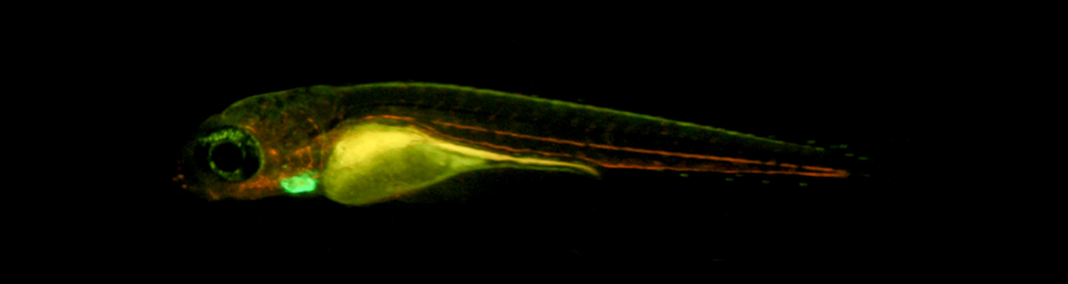 NIGHTSEA - Low cost, affordable, inexpensive fluorescence for any stereomicroscope