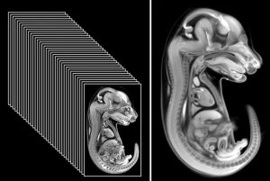 3D image generation with the optical . . . HREM - High Resolution Episcopic Microscope Mouse Embryo Image Stack