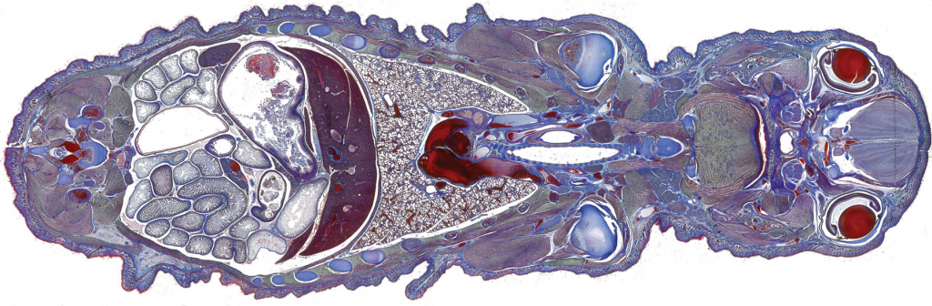 Microscopy Image Analysis