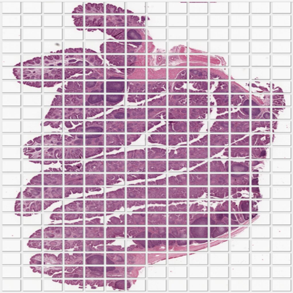 Manual Microscope Image Stitching - Meyer Instruments