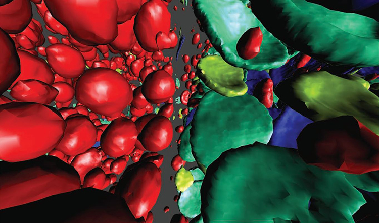 3D CELLS 3D CELLS