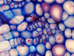 Plant Cells