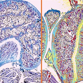 ihc-multishades-s