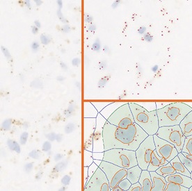 rna-scope-s