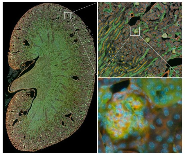 fluorescence-image fluorescence-image