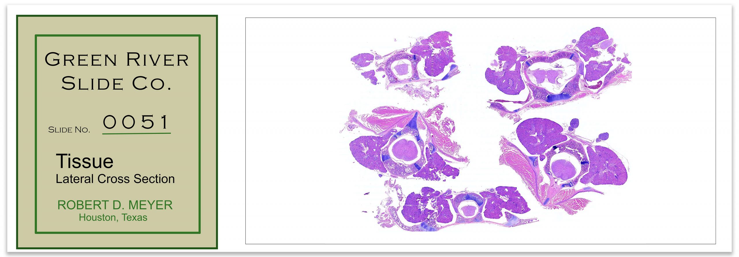 multiple-tissues_2_slide_ds