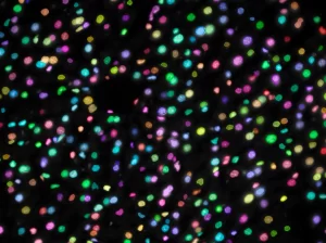 c10b-cellcountafter-resized-v2 Cell Count