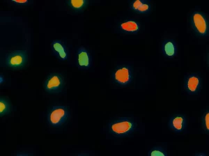 c12a-cell-proliferation-after-1080x806-1 Cell Proliferation