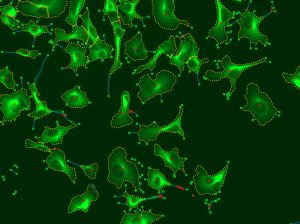 Neurite Outgrowth