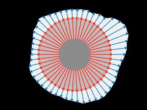 Layers Concentric