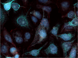 d20a-real-time-decon-with Real Time Deconvolution