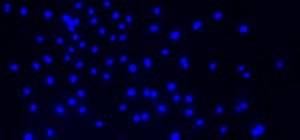 Motic EASYSCAN FL3 Fluorescence Whole Slide Scanner