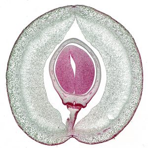 Phaseolus