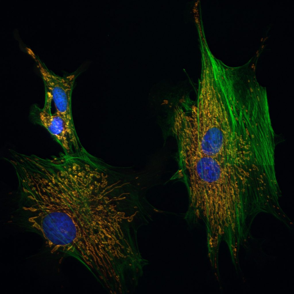 cells_2024-05-15_160405