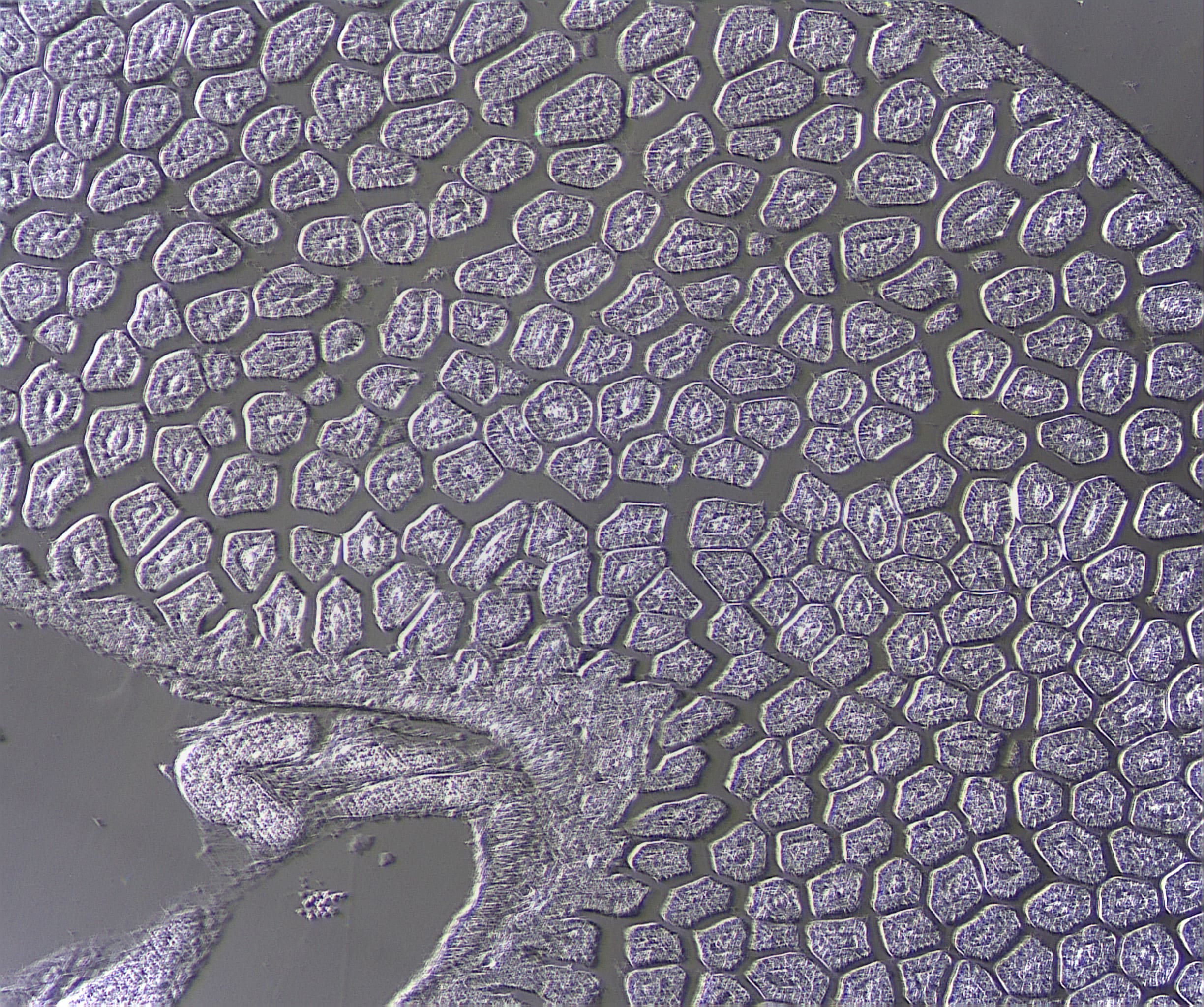 exc-250-phase-contrast-min Phase Contrast Image by The NEW ACCU-SCOPE® EXC-250 Microscope Series