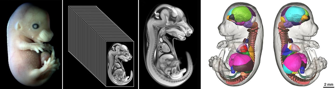 3D image generation with the optical . . . HREM - High Resolution Episcopic Microscope