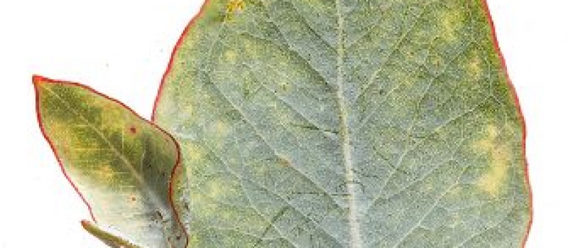 gigapixel image eucalyptus leaf