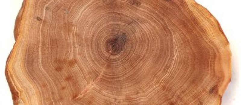 GIGAmacro gigapixel image of tree rings